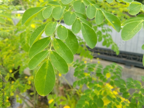 Close-up of the Bright Green Leaves of a Moringa Tree in a Natural Scene