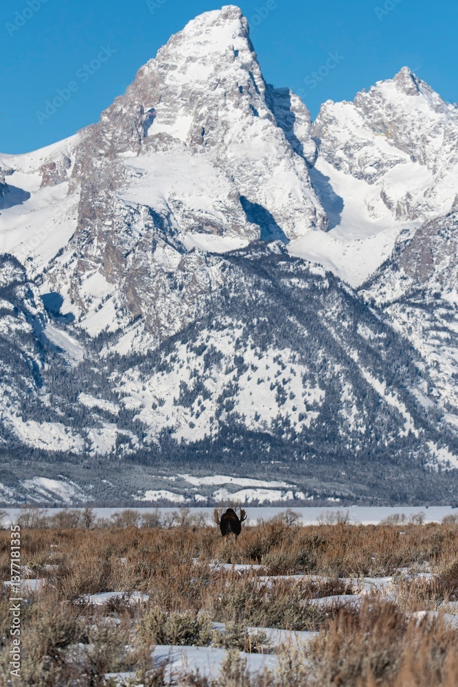 Moose in Winter Sagebrush with Grand Teton Backdrop Moose in Winter Sagebrush with Grand Teton Backdrop