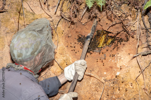 collecting honey