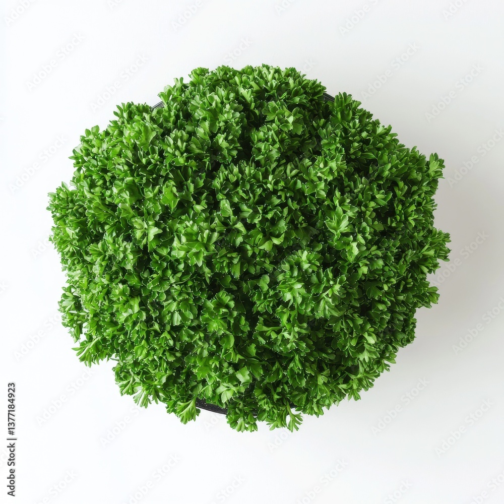 Fototapeta premium Fresh green parsley stack styled on a pure white background creating a minimalist and clean culinary aesthetic