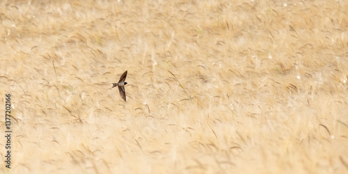 Swallow feeding in flight.