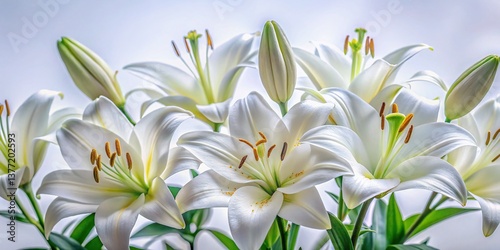 Elegant White Lilies: High-Resolution Stock Photo of Pure White Lilies on a Clean White Background