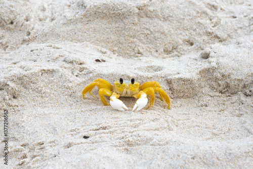 Ocypode quadrata is a species of crab in the Ocypodidae family. It is found on sandy beaches from New Jersey, in the United States, to southern Brazil.