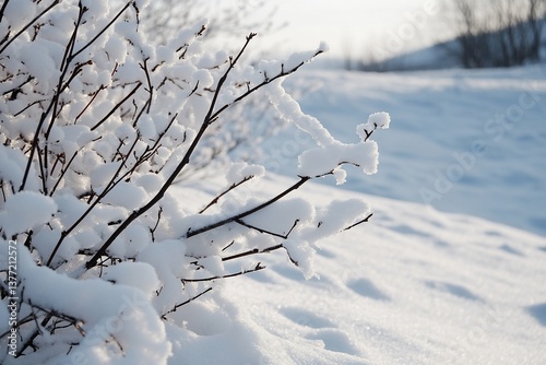 Snow-covered branches in a winter landscape