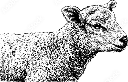 little lamb engraving black and white outline
