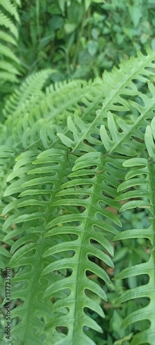 green fern leaves