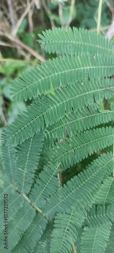 fern leaf with dew