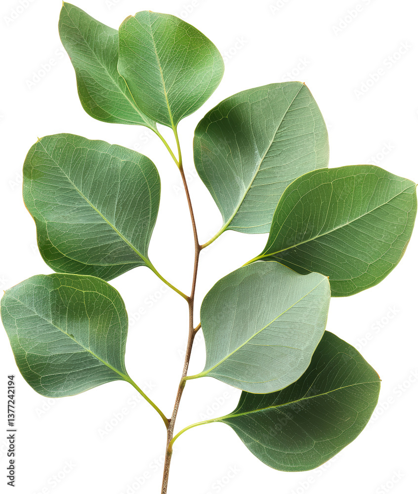 Fototapeta premium Vibrant green leaves on a delicate stem