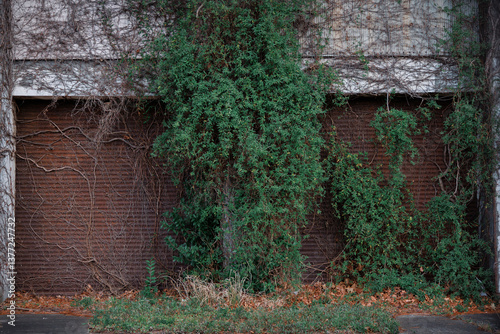 The gate of the abandoned building was clad in creeping vines.