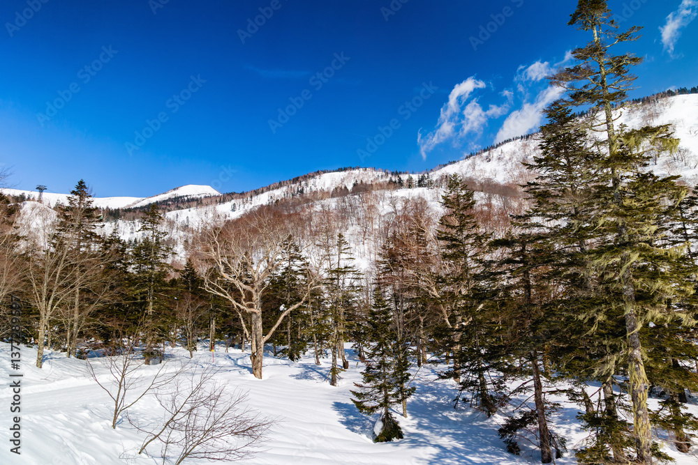 Snow covered forest and alpine scenery on a bright sunny day in Nagano, Japan
