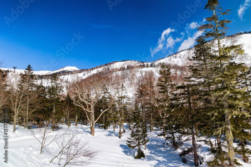 Obraz na płótnie Snow covered forest and alpine scenery on a bright sunny day in Nagano, Japan w salonie