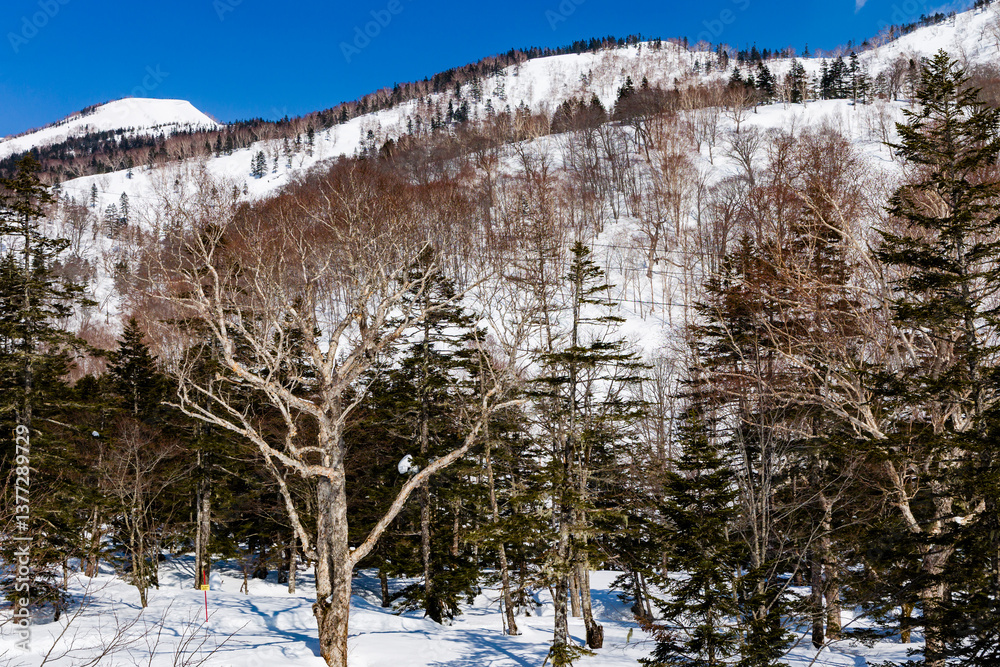 Snowy trees and mountain alpine scenery on a cold, crisp winter day. Hakuba
