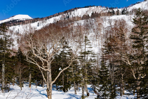 Obraz na płótnie Snowy trees and mountain alpine scenery on a cold, crisp winter day. Hakuba w salonie