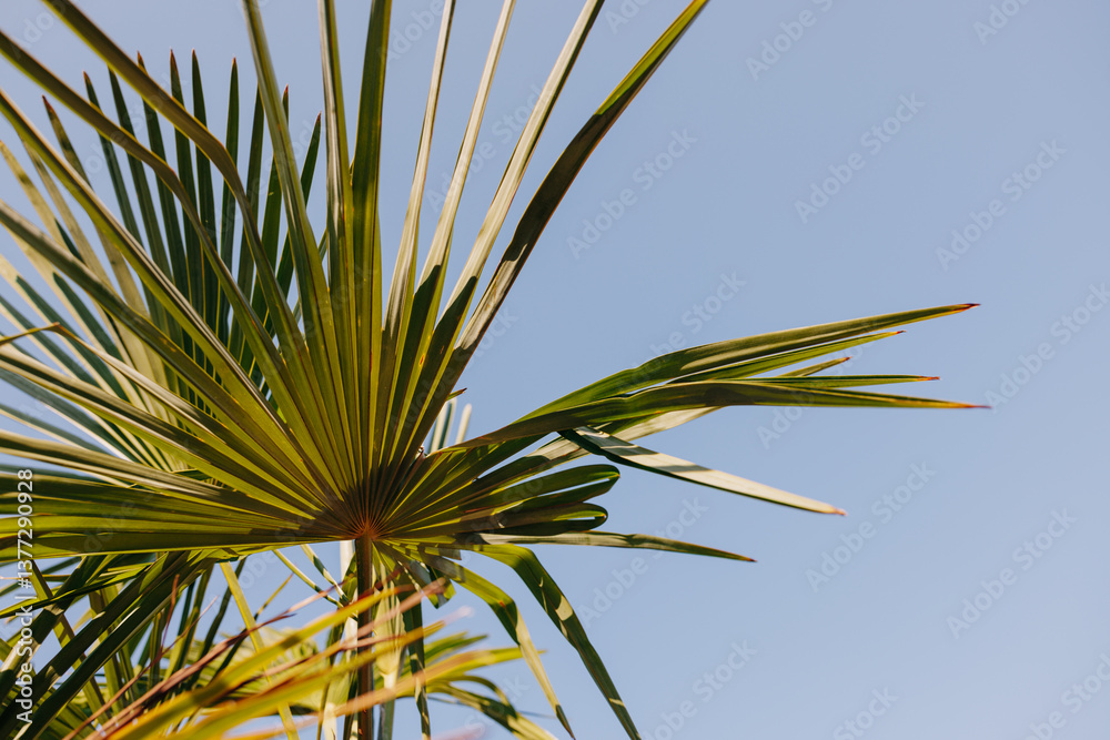 © Alexey Kuzma/Stocksy - Palm leafs © Alexey Kuzma/Stocksy - Palm leafs