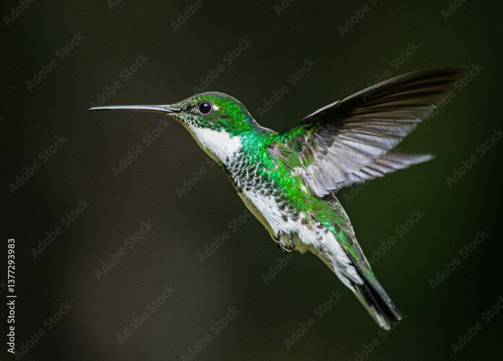 Fototapeta premium White-throated hummingbird flying in Buenos Aires, Argentina (Leucochloris albicolis)