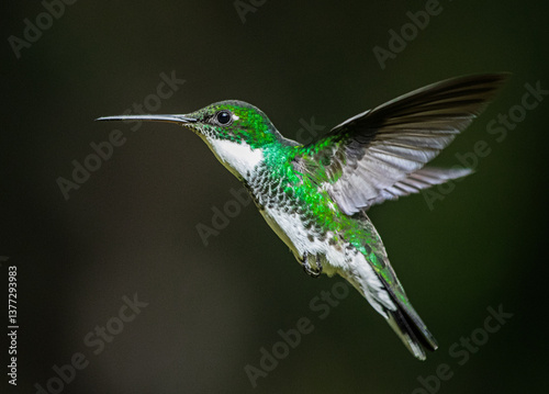 White-throated hummingbird flying in Buenos Aires, Argentina (Leucochloris albicolis)