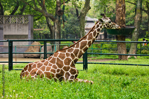 Photography giraffe in the zoo
