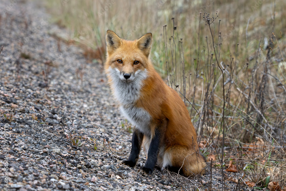 Red fox Vulpus vulpus sitting on the gravel shoulder beside a highway in Algonquin Provincial Park Ontario Canada
