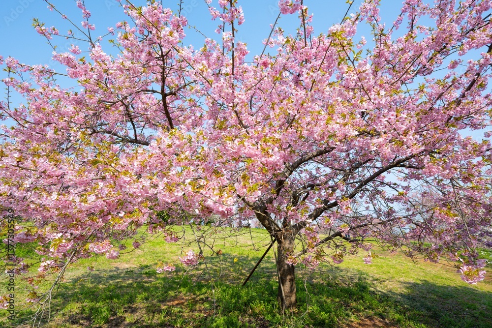 静豊園の河津桜 静豊園の河津桜