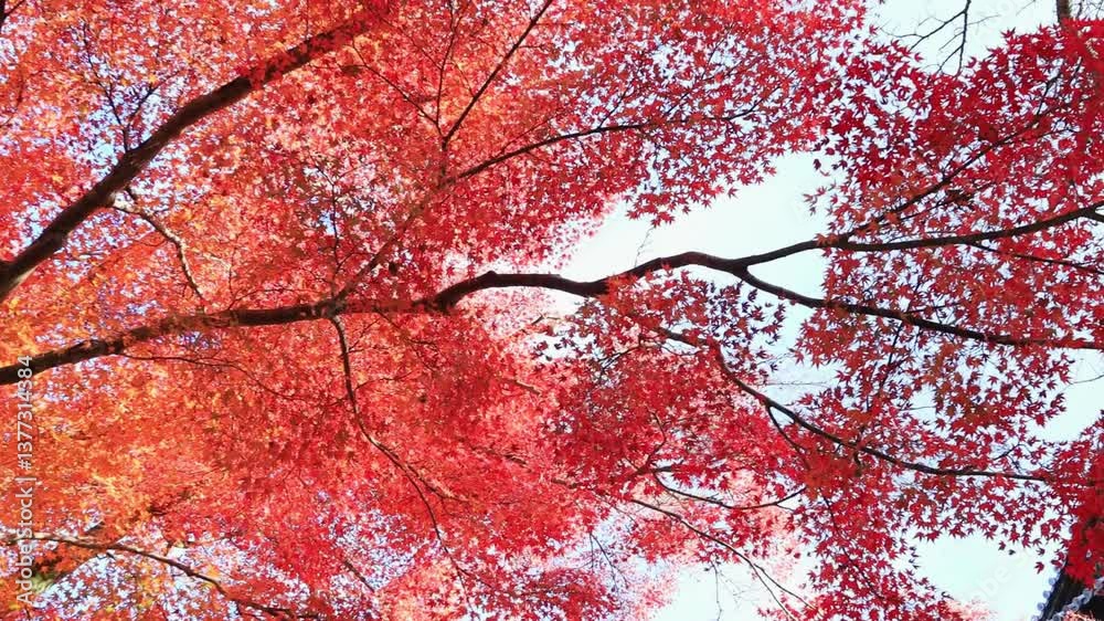 日本の紅葉 日本の紅葉