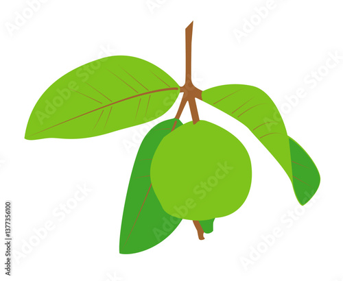 Philippine Bayabas(Guava)