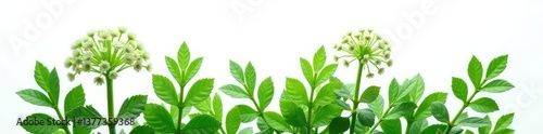 Dusty miller plant isolated on white background, green, leafy