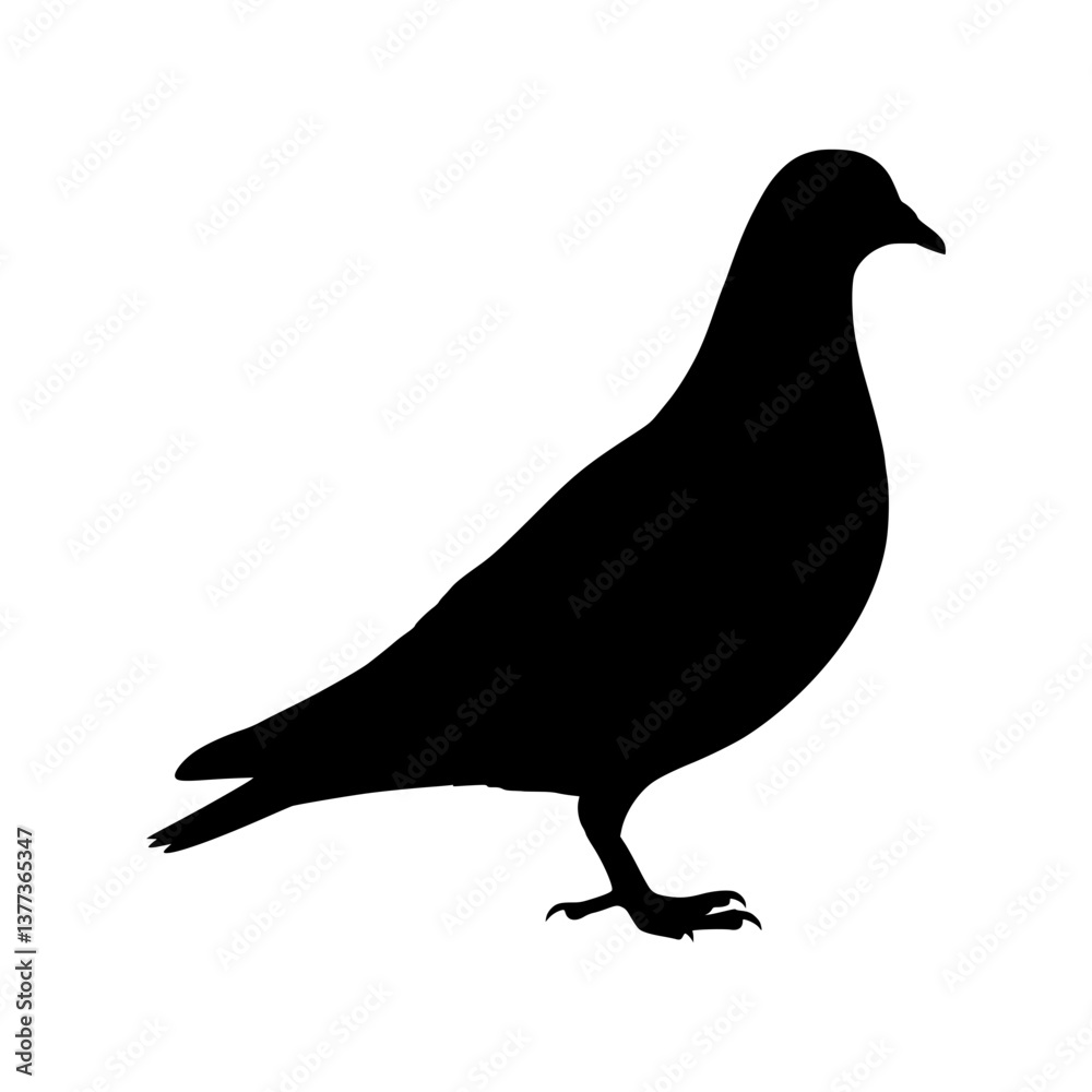 Fototapeta premium Pigeon Silhouette - Black Outline Vector