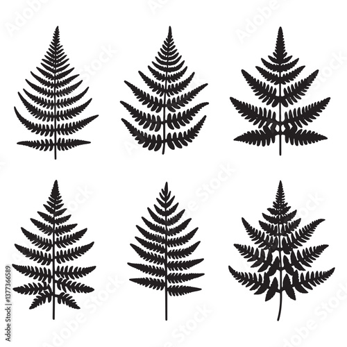 Silver fern leaf illustration on transparent background. Botanical design element. tropical fern silhouette
