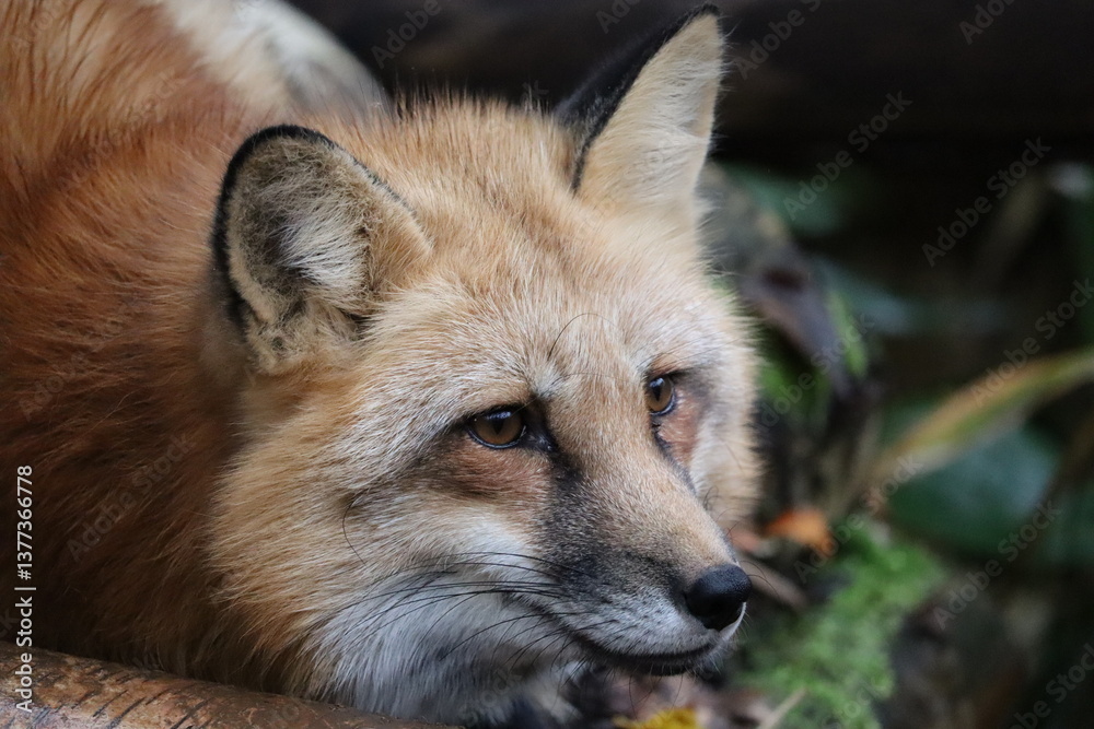 Fototapeta premium キツネ