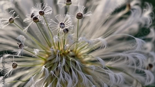 Dandelion seed head, close-up, white and fluffy, fragility concept