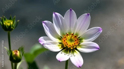 White dahlia flower, close-up and isolated, blooming and delicate