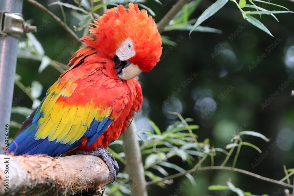 Fototapeta premium コンゴインコ