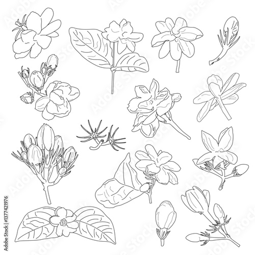 Collection set of jasmine flower and leaves drawing illustration. Vector illustration