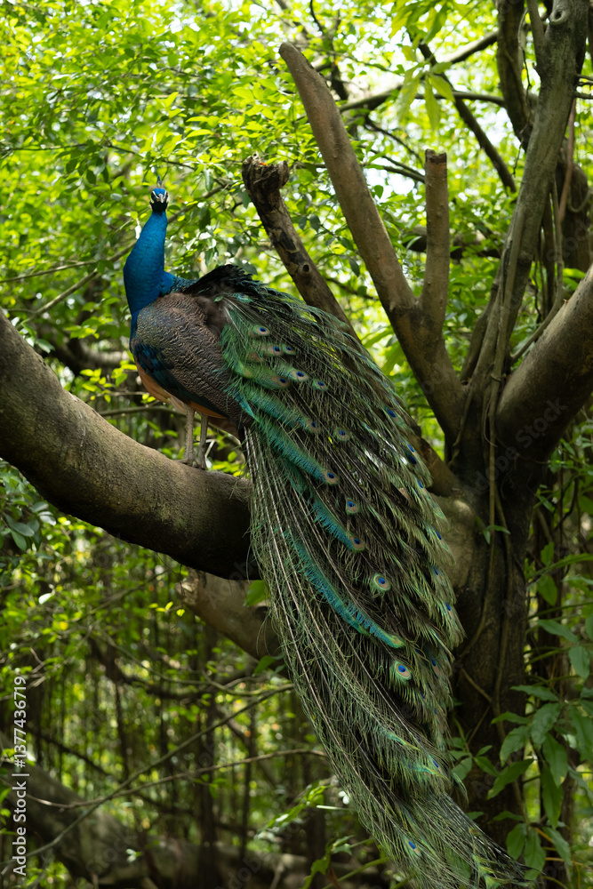 beautiful peacock sits on a tree, graceful bird beautiful peacock sits on a tree, graceful bird