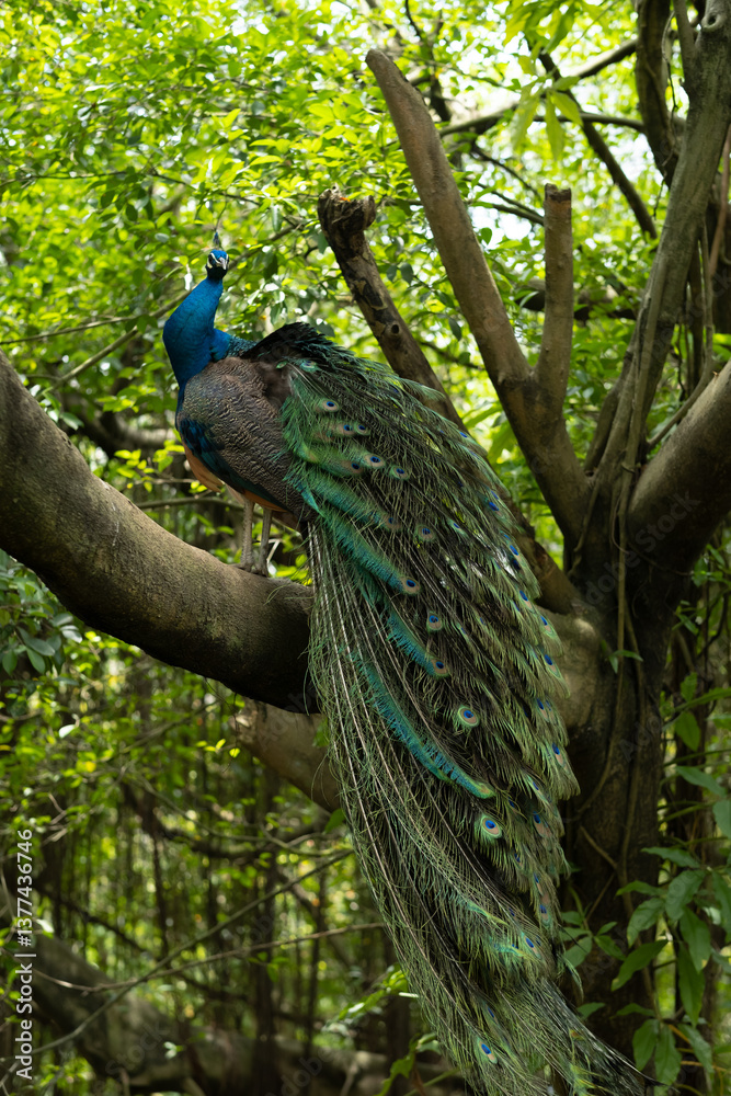 Obraz premium beautiful peacock sits on a tree, graceful bird