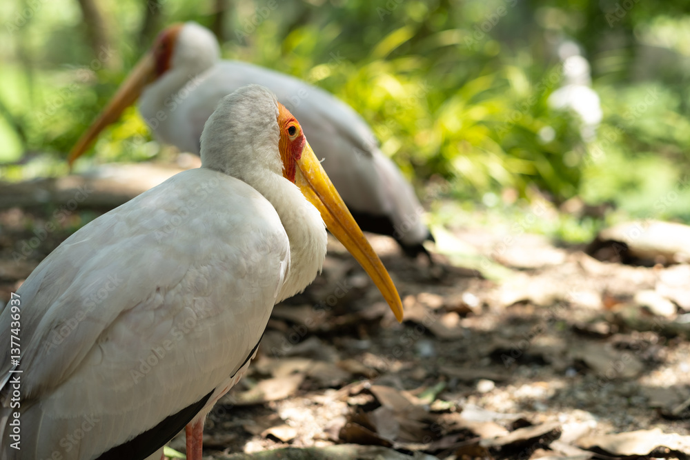 Fototapeta premium Yellow-billed stork resting in the shade from the sun, bird park in Malaysia