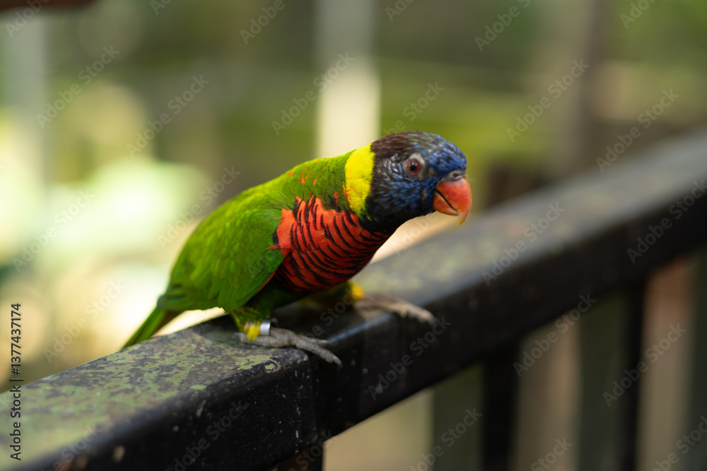 Obraz premium beautiful Rainbow Lorikeet in bird park, colorful parrot in Malaysia