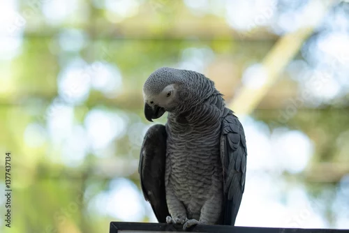 Fototapeta na wymiar African grey parrot sitting on a perch, bird park in Malaysia