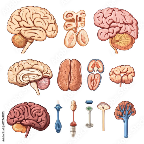 Human Brain Anatomy Illustrations Various Views Sections Cerebellum