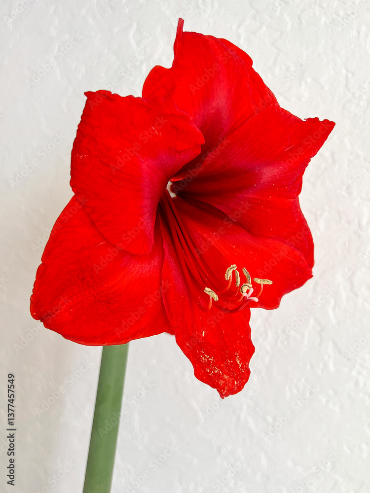 Hippeastrum blooming with red flowers on a light white background. Minimalism