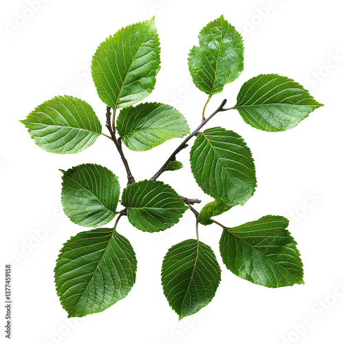 Slippery Elm PNG slippery elm tree PNG herbal slippery elm PNG medicinal plant PNG transparent background image