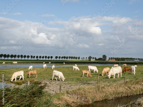cows grazing photo