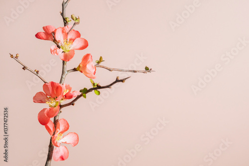 Single flowering Quince branch