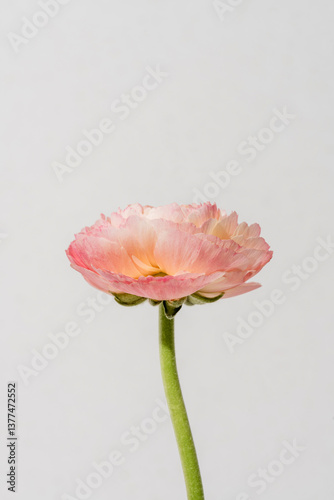 Ranunculus