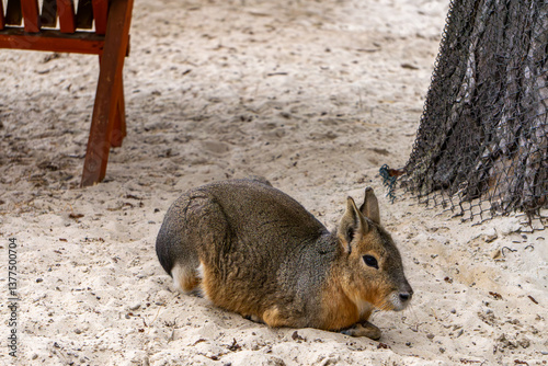 Patagonian Mara, a species of rodent from the Caviidae family, resting on the sand photo