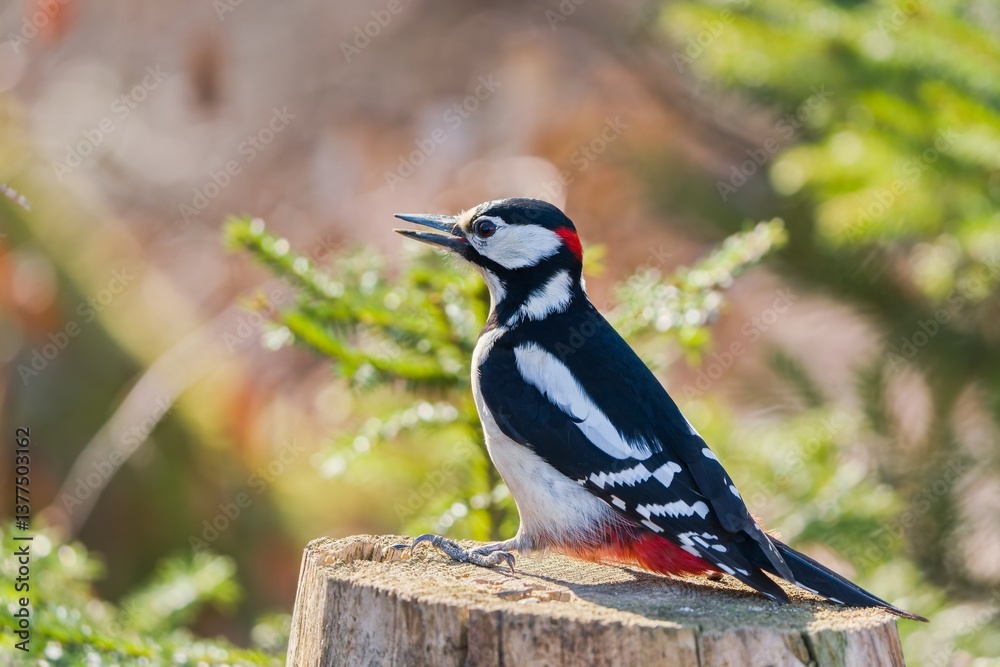 Obraz premium A male great spotted woodpecker sits on a tree stump. A great spotted woodpeck in the nature habitat. Dendrocopos major