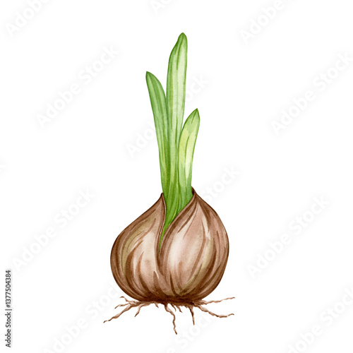 Flower bulb and green leaves of daffodil, tulip, hyacinth, watercolor png isolated on transparent. Gardening and home growing flowers and plants. Element for spring design card, wrapping, flower shop