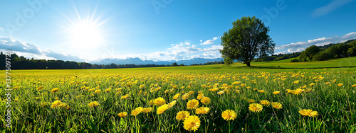 a medium shot of a field filled with blooming calendula flowers under a br