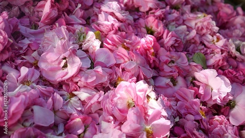 Foto Rosebuds and petals. Rose Fragrances and Cosmetics