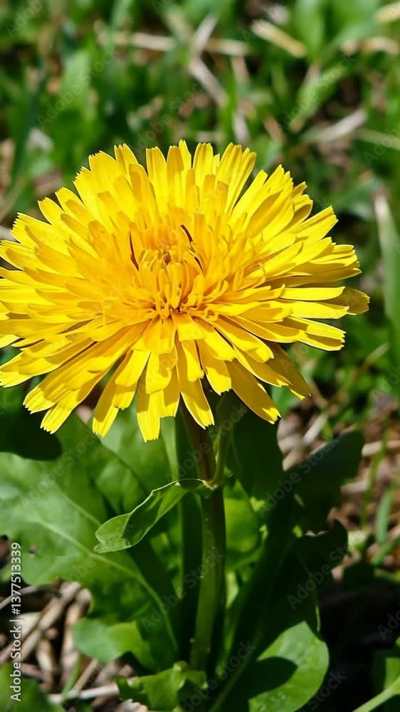 Bright yellow dandelion blooming in a grassy field during a sunny day in spring Bright yellow dandelion blooming in a grassy field during a sunny day in spring